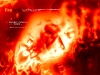 Fire Ant Artwork